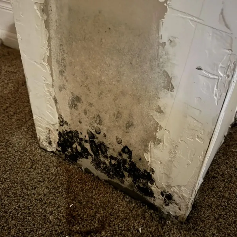 Professional Mold Removal in Kernville, CA